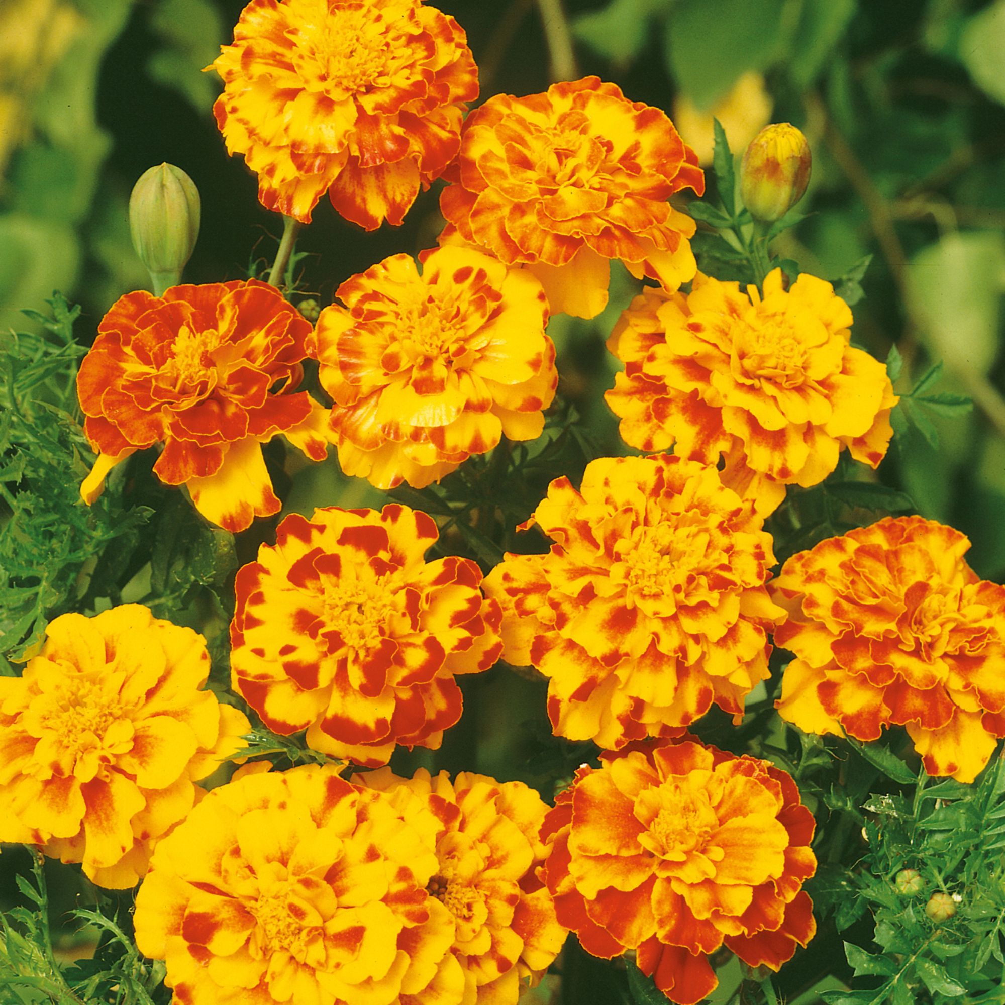 French Marigold Seeds for Planting - Bolero - 4 Oz ~32,000 Seeds - Flower Gardening